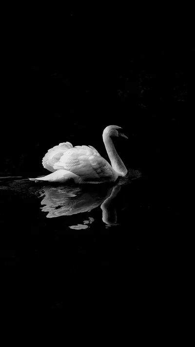 Swan on Dark Water HD Phone Wallpaper