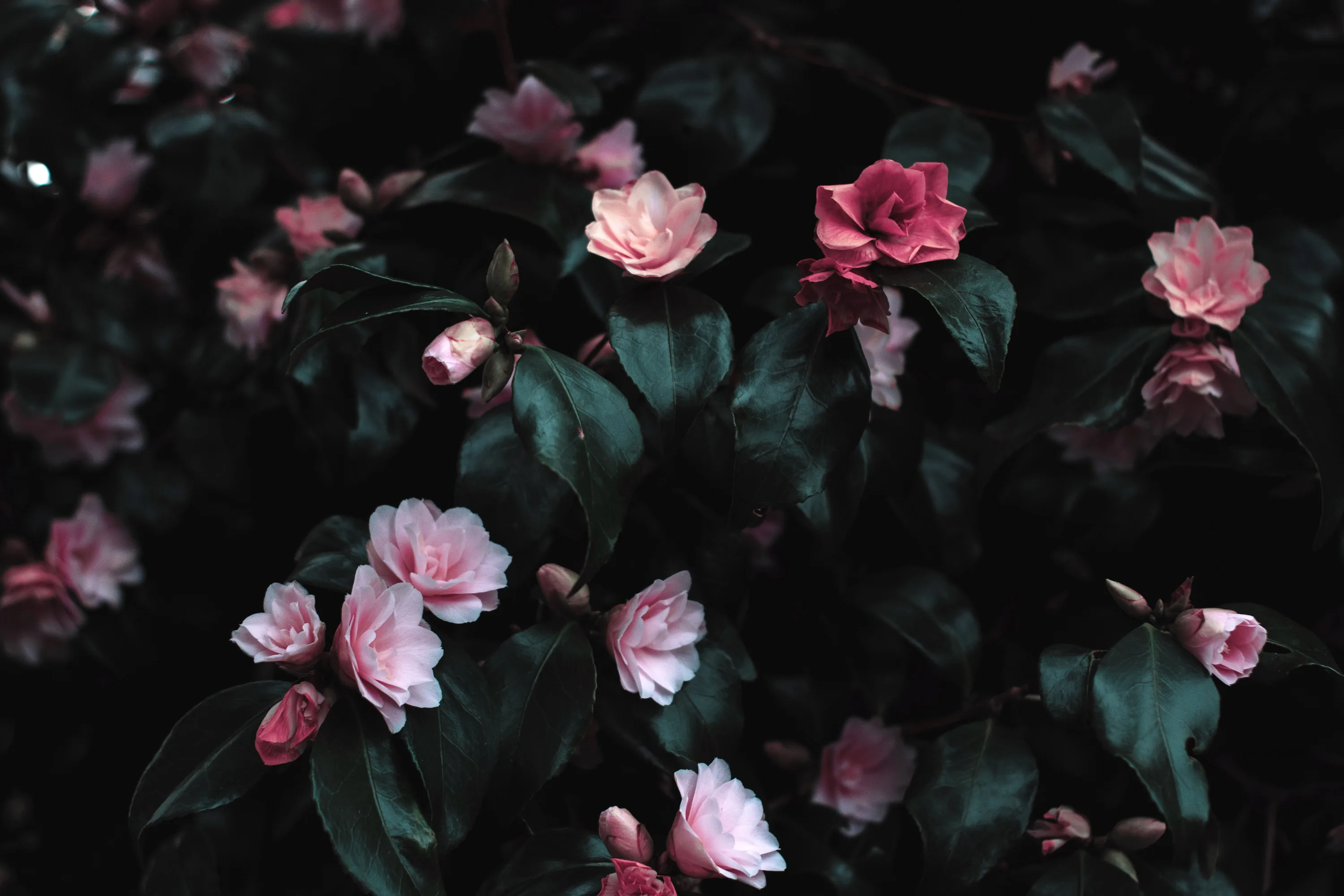 Cute Flower Wallpapers Photos, The BEST Free Cute Flower