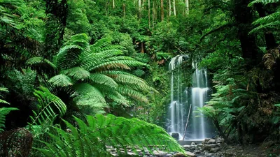 White Cascade in a Tropical Fern Gully HD Wallpaper