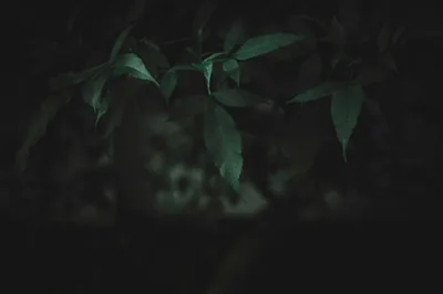 Black 4k Nature Wallpapers