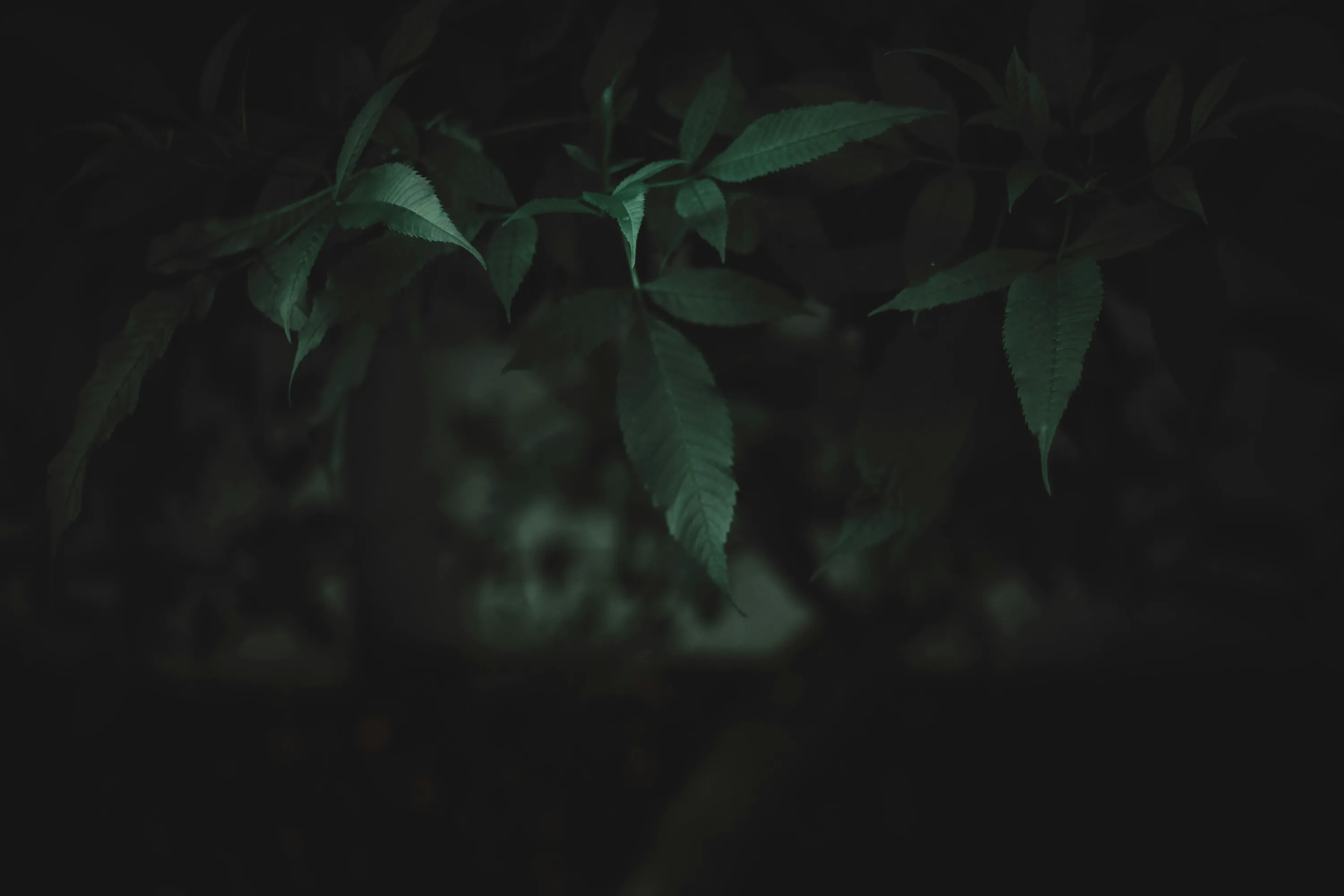 A few dim green leaves reach in across the upper half while the rest of the frame sinks to near black, ideal for OLED desktops.