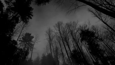 Bare Trees Under a Grey Sky HD Wallpaper