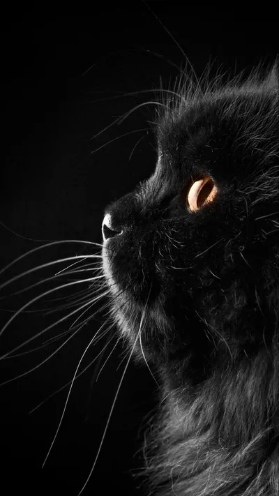 Greatest wallpaper aesthetic black You Can It Free