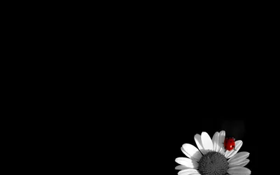 Widescreen Desktop Wallpapers Dark Flower