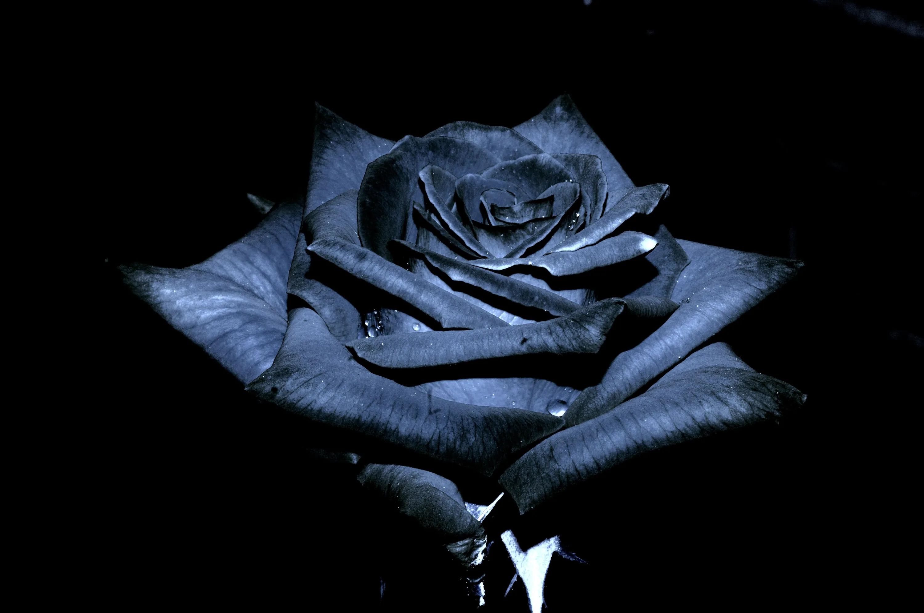 Black roses wallpaper desktop HD Wallpaper