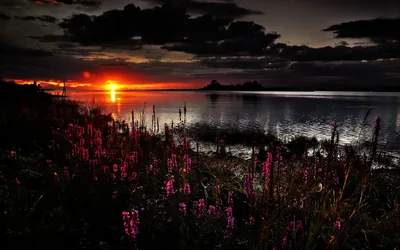 Pink Flowers at Sunset by the Water HD Wallpaper