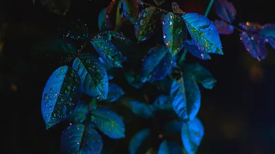 Green Blue Shades Leaves Water Drops Black Background HD Dark Blue Wallpapers