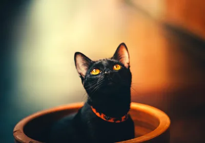 Cat in a Bowl Looking Upward HD Wallpaper