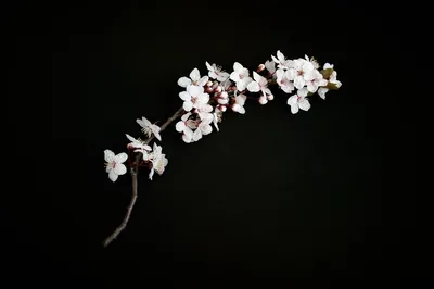Single Blossom Branch on Black HD Wallpaper