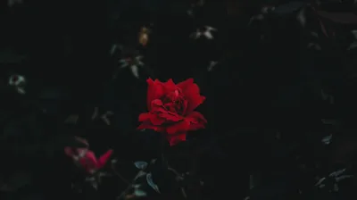 Black Rose Aesthetic PC Wallpapers Black Rose Aesthetic PC Backgrounds Wal