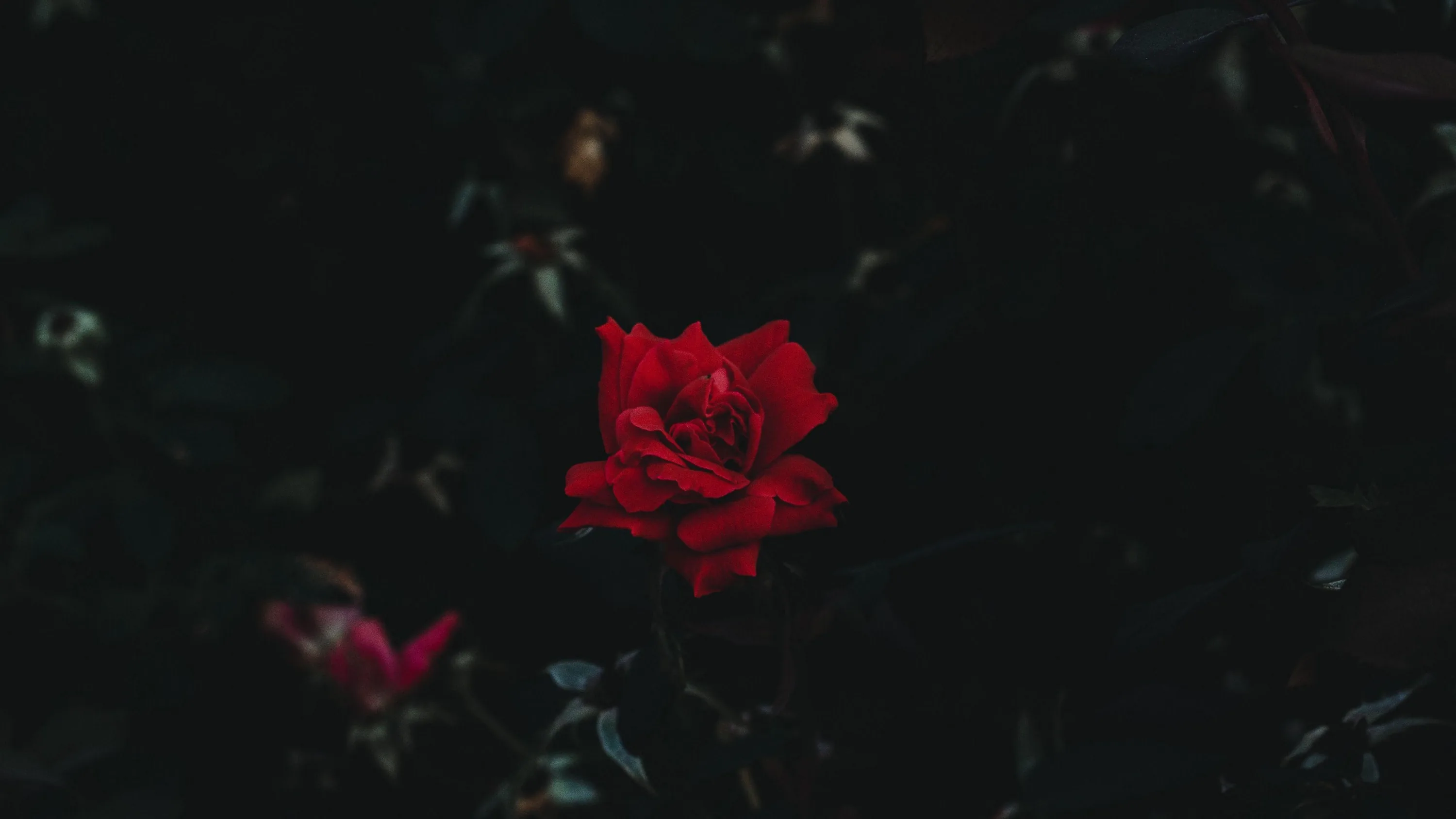 Black Rose Aesthetic PC Wallpapers Black Rose Aesthetic PC