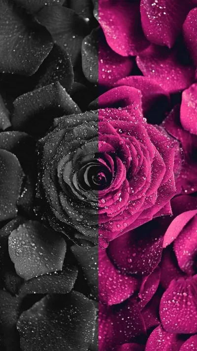 Black and Pink Wallpapers 4k, HD Backgrounds