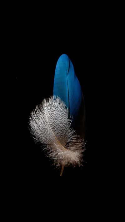 Black Feather Wallpapers
