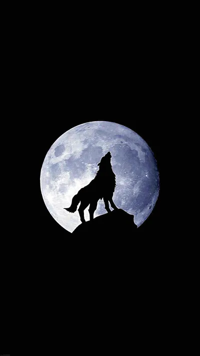 Black Cool Wolf Wallpaper KoLPaPer Awesome Free HD Wallpapers