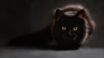 wallpaper, black, maine coon, eyes, looks widescreen hd bac