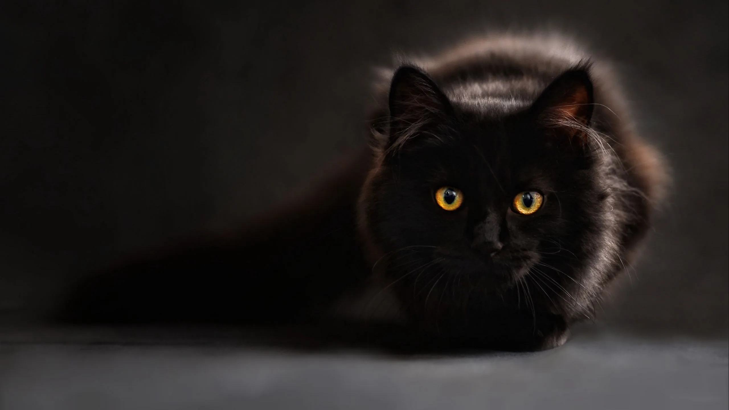 wallpaper, black, maine coon, eyes, looks widescreen hd bac