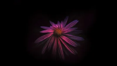 Purple Daisy Glowing in the Dark HD Wallpaper