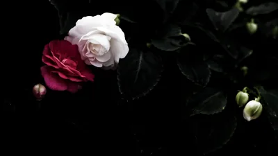 Pale Rose and Crimson Bud on Black HD Wallpaper
