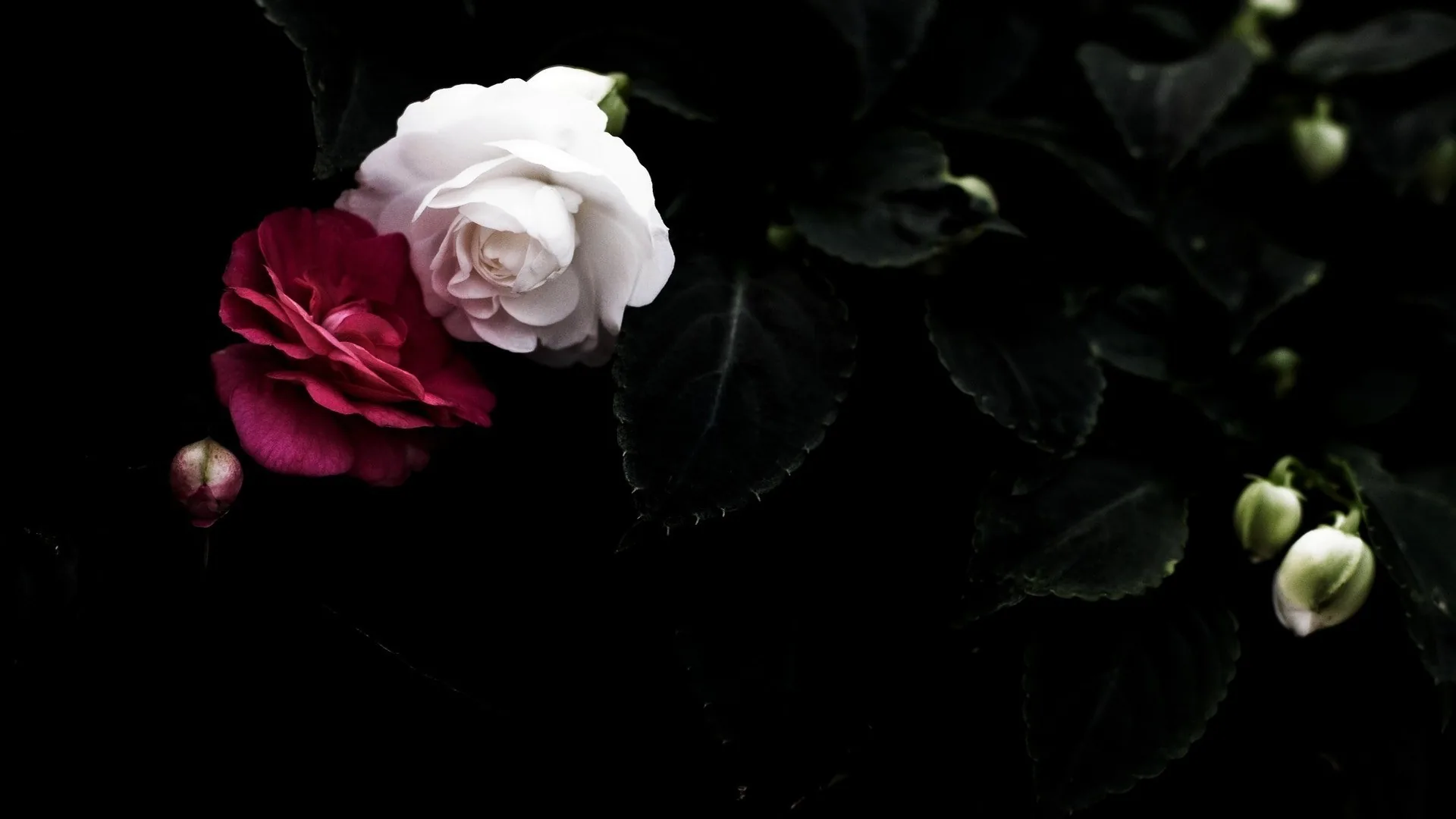 A white rose sits just left of centre with a dark red bloom beside it, glossy leaves and pale buds trailing off to the right.
