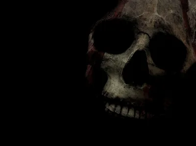 Weathered Skull Half in Shadow HD Wallpaper