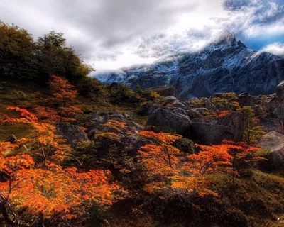 Autumn Trees Below a Snowy Peak HD Wallpaper
