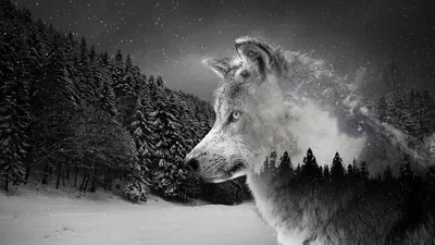 Black Wolf 4K Wallpapers Black Wolf 4K Backgrounds