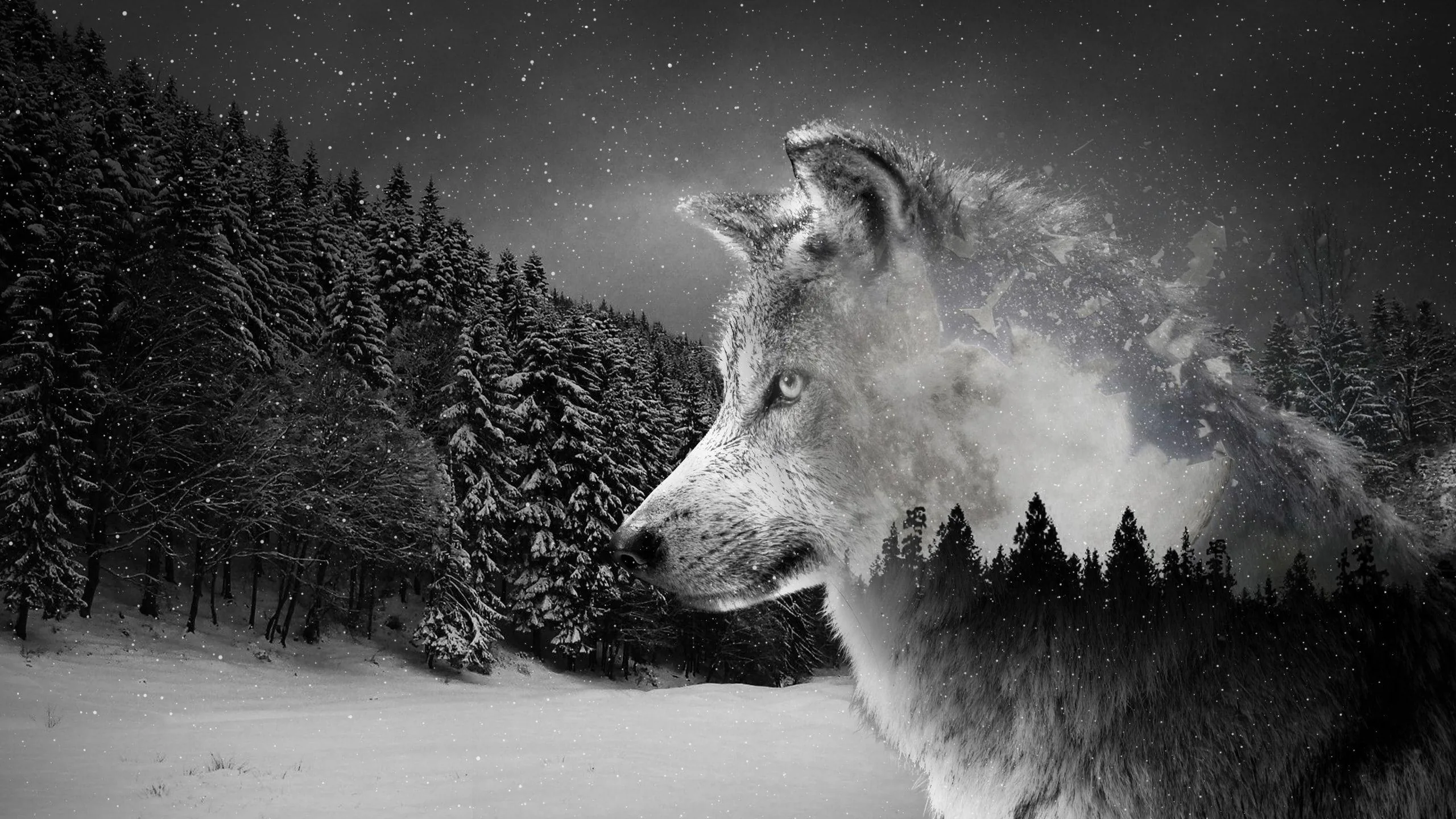 Black Wolf 4K Wallpapers Black Wolf 4K Backgrounds