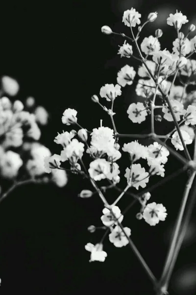 Aesthetic Flower Dark Wallpapers Aesthetic Flower Dark