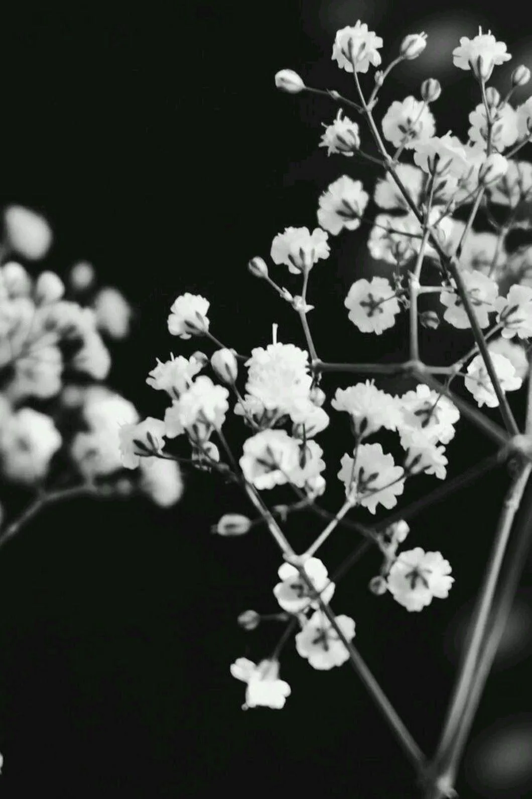 Aesthetic Flower Dark Wallpapers Aesthetic Flower Dark