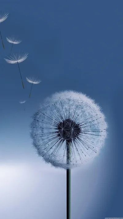 Dandelion Puff on Blue HD Phone Wallpaper