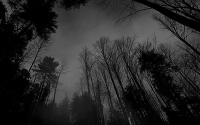Bare Trees Against a Grey Sky HD Wallpaper