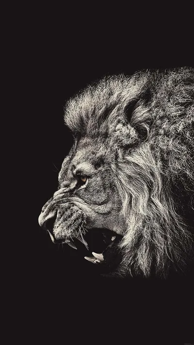 Iphone 7 Plus HD Wallpapers +