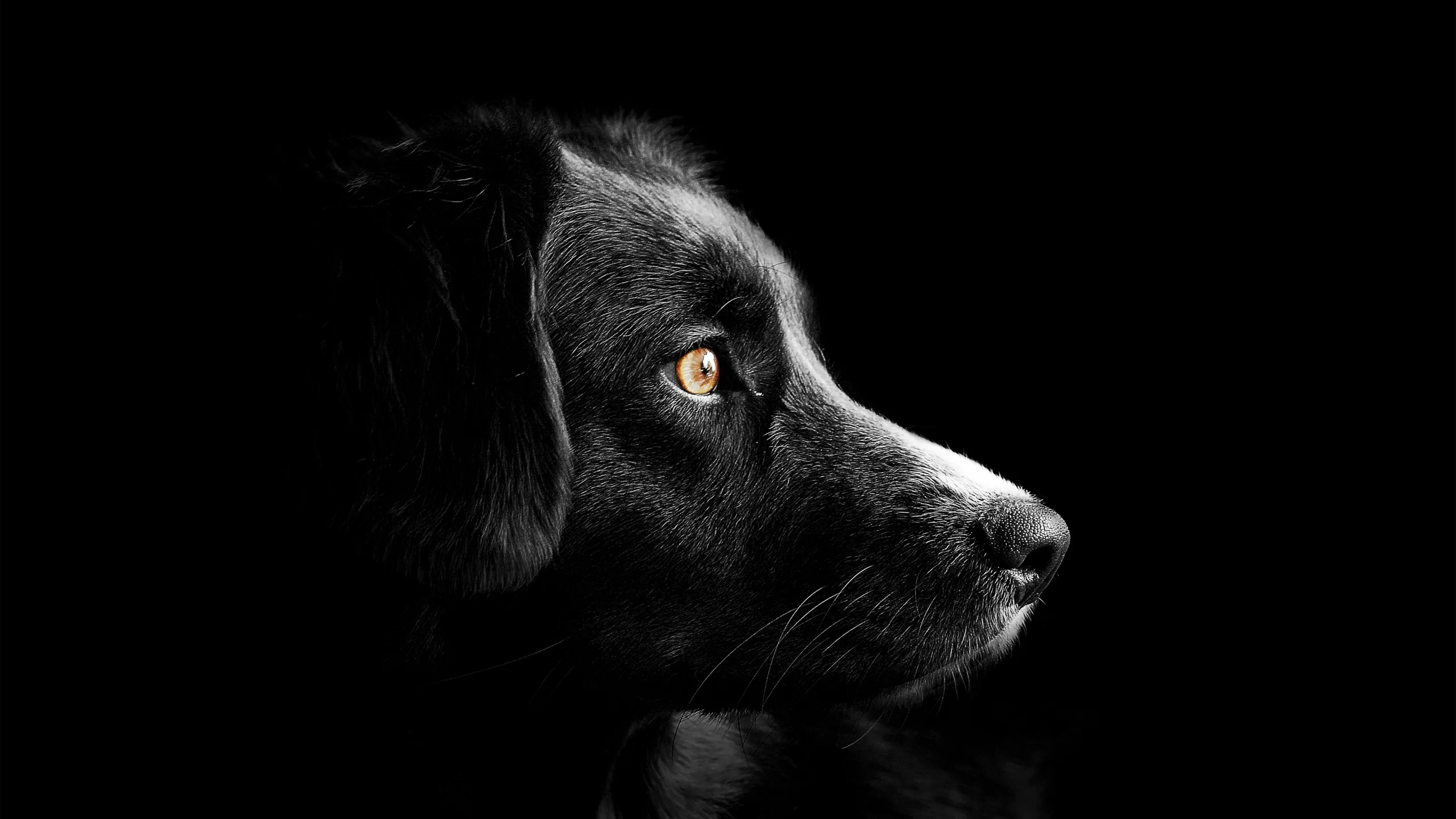 Black dog Wallpaper 4K, Cute puppies, Black background