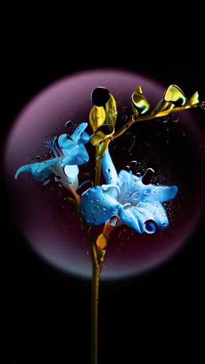 Blue Orchid Against a Purple Halo HD Phone Wallpaper