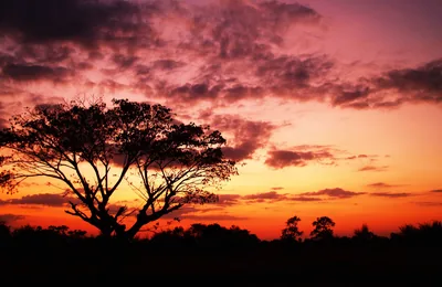 Free Images landscape, tree, nature, outdoor, horizon, branch, silhouette, cloud, sun