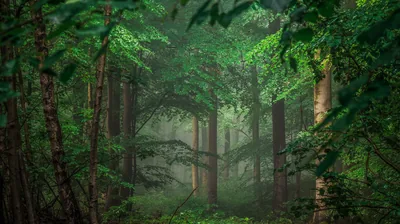 Leafy Branches in a Misty Pine Wood HD Wallpaper