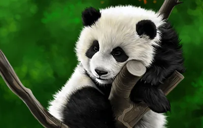 Wallpaper Cute Images Of Panda