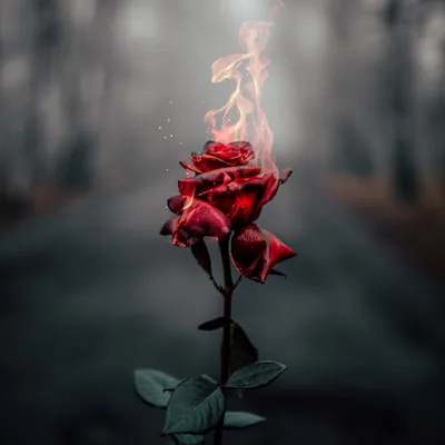 Rose flower Wallpaper 4K, Fire, Burning, Dark, Aesthetic