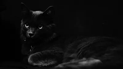 Monochrome Cat Lying in the Dark HD Wallpaper