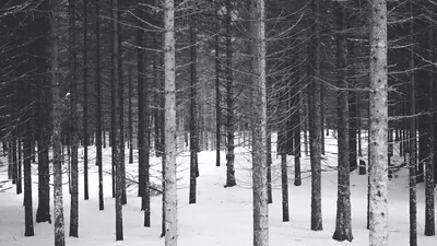 Snowy Pine Forest in Monochrome HD Wallpaper