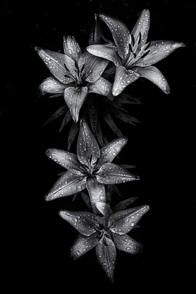 Cute Black Wallpapers 4k, HD Backgrounds