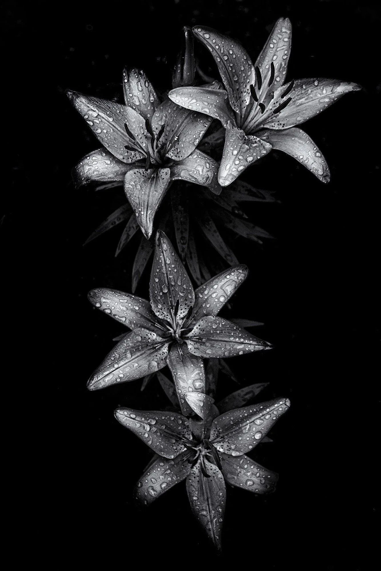 Cute Black Wallpapers 4k, HD Backgrounds