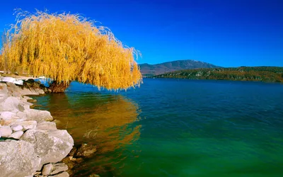 Amber Willow Leaning Over Teal Water HD Wallpaper