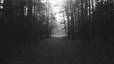 forest, Nature, Landscape, Black, White, Night, Monochrome, Trees Wallpapers HD Deskt