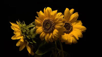 Three Sunflowers Against Black HD Wallpaper