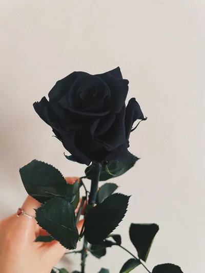 BLACK ROSE