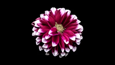 Pink Dahlia on Black Background HD Wallpaper