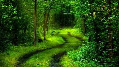 4K Green Wallpapers 4K Green Backgrounds