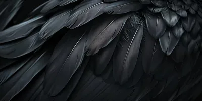 IPhone Black Feather Backgrounds
