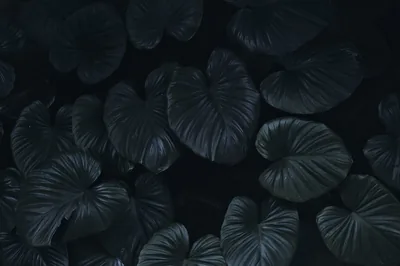Dark And Moody Wallpaper Photos, The BEST Free Dark And Moody Wallpaper Stock